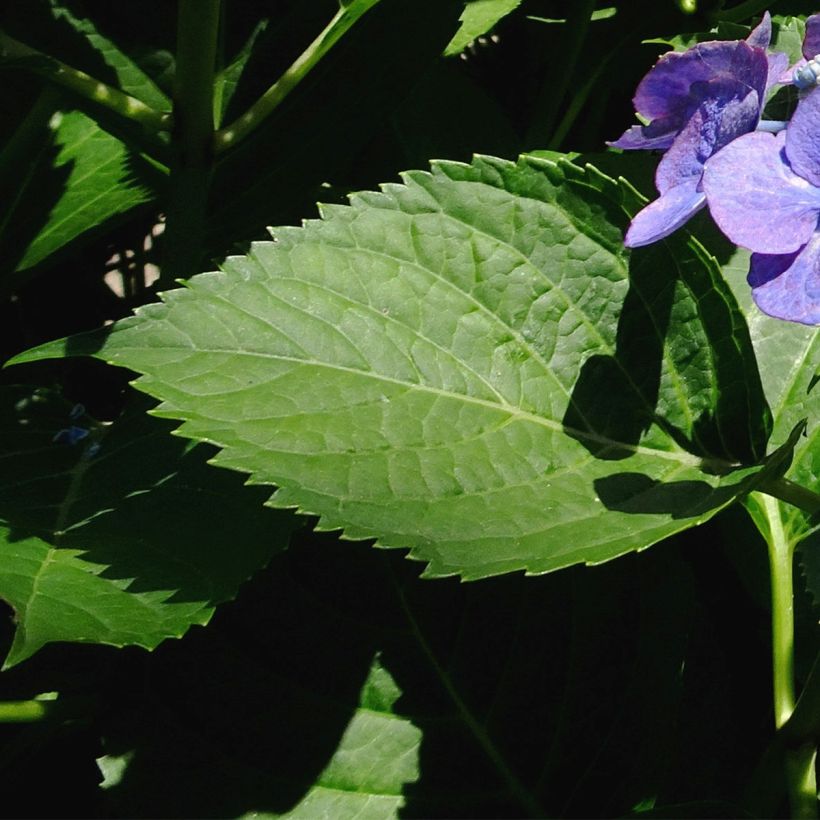 Jalohortensia Blue Sky (Lehvistö)