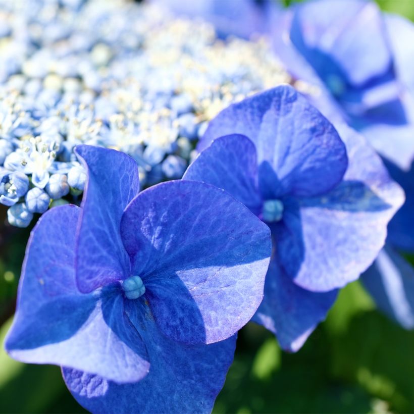 Jalohortensia Blue Sky (Kukinta)