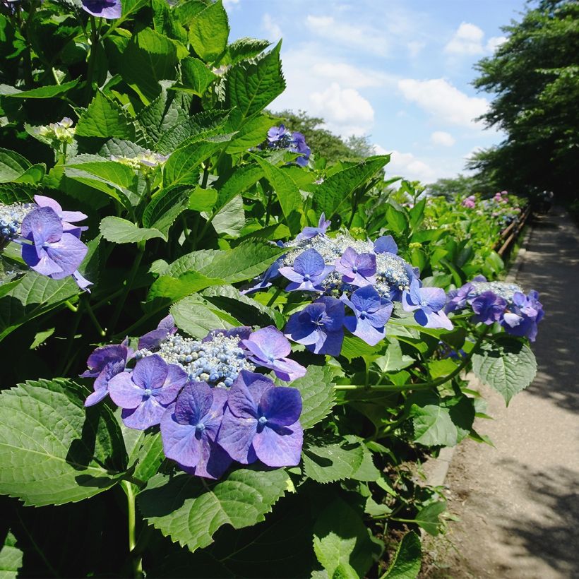 Jalohortensia Blue Sky (Kasvutapa)