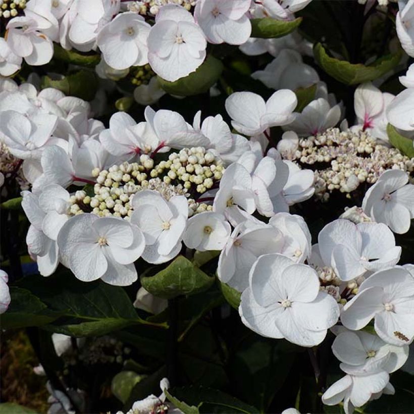 Jalohortensia Rendez-Vous Choco Chic (Kukinta)