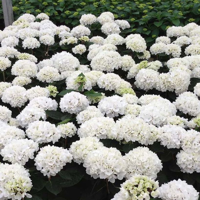 Jalohortensia Rendez-Vous Choco Pur (Kukinta)