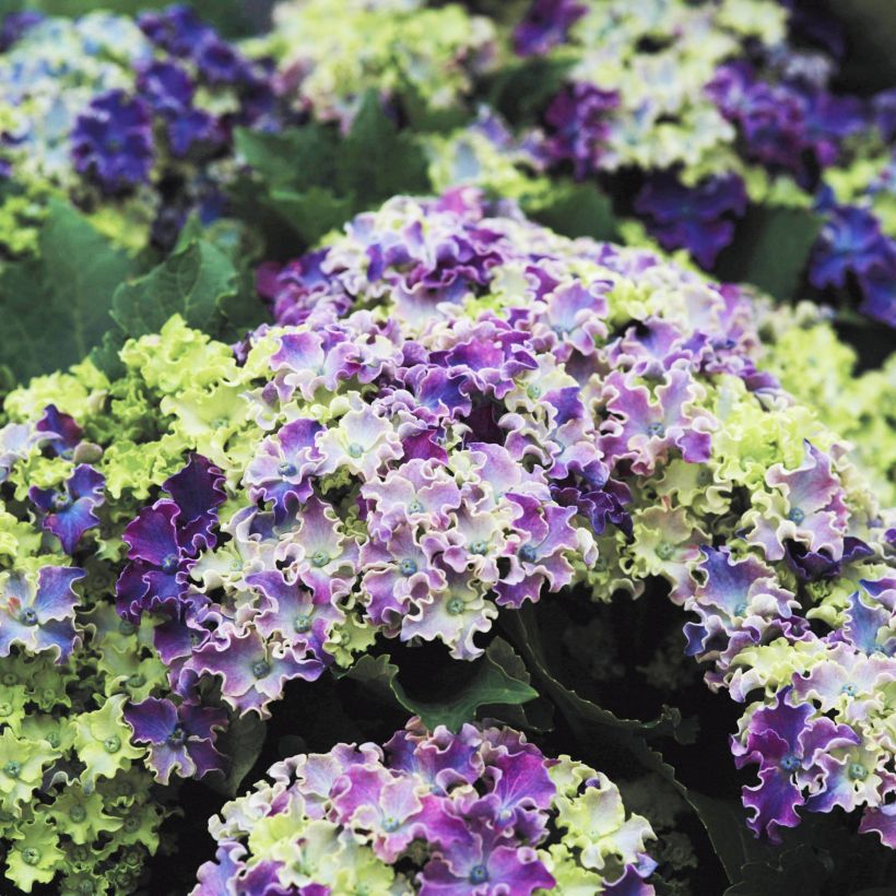 Jalohortensia Curly Sparkle Blue (Kukinta)