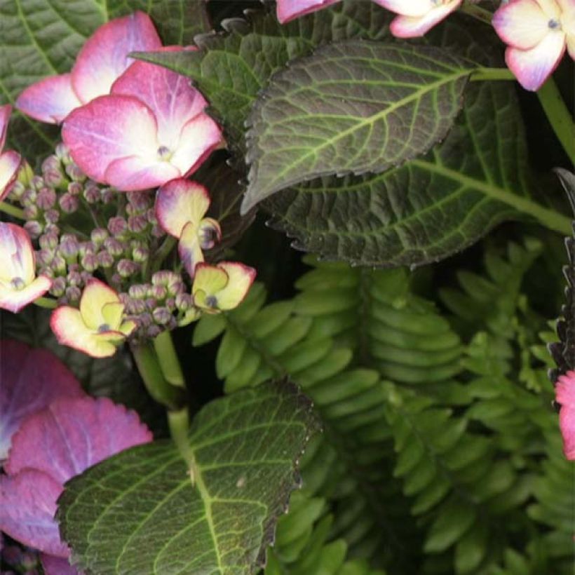 Jalohortensia Dark Angel Purple (Lehvistö)