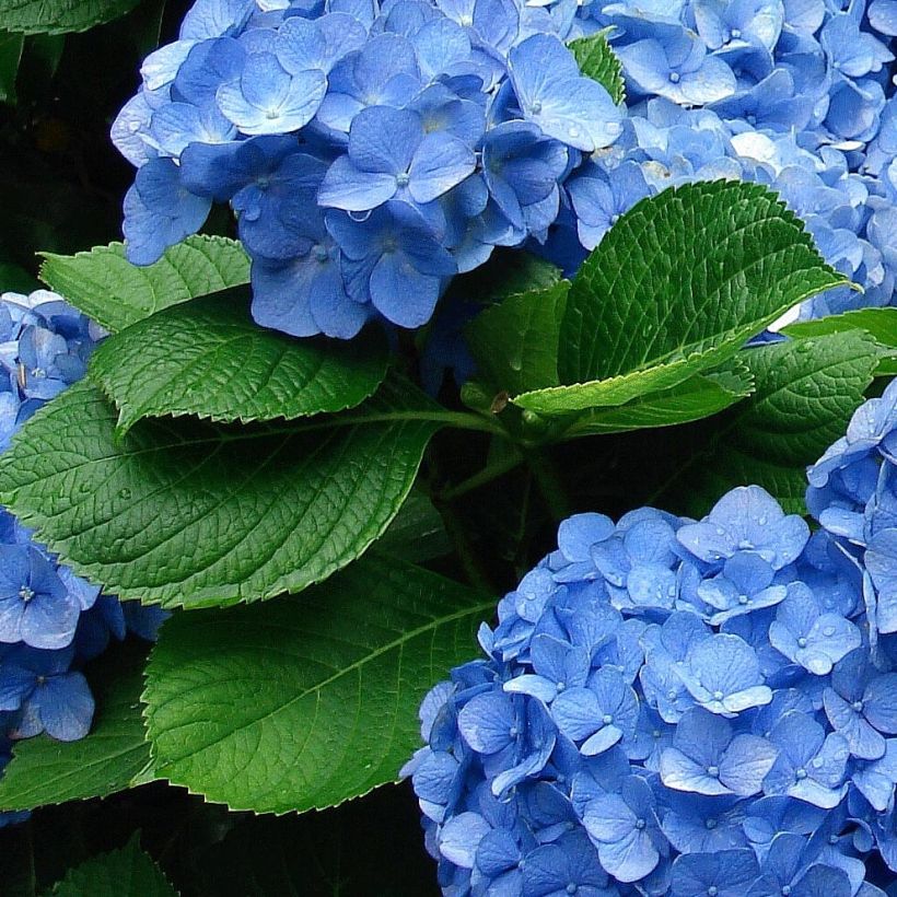 Jalohortensia Deutschland (Lehvistö)