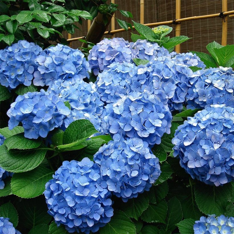 Jalohortensia Deutschland (Kasvutapa)