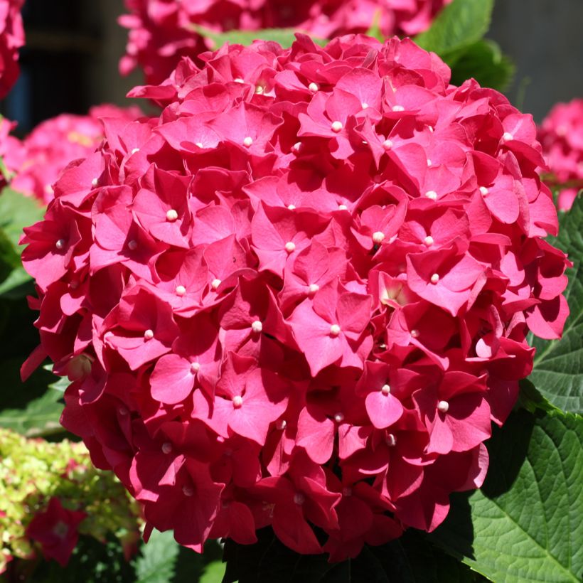 Jalohortensia Deutschland (Kukinta)