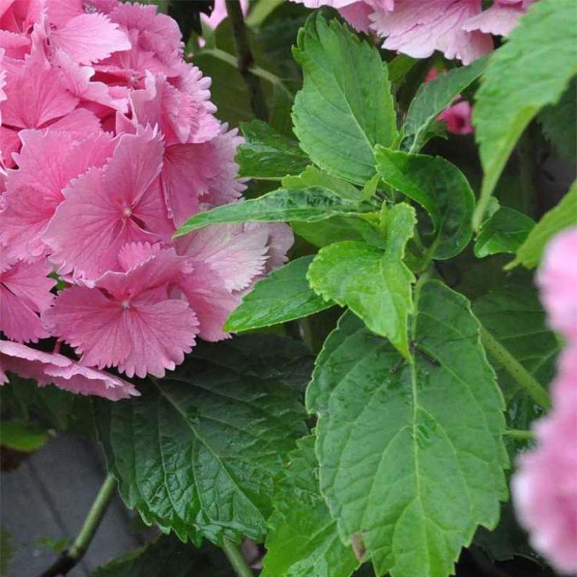 Jalohortensia Dolce Farfalle (Lehvistö)
