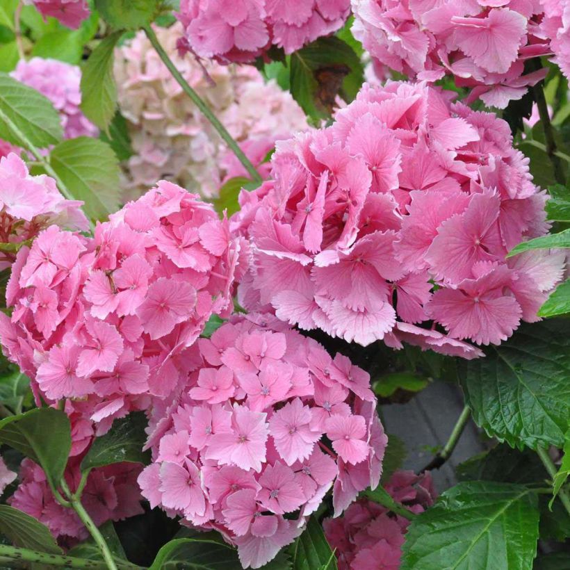 Jalohortensia Dolce Farfalle (Kukinta)