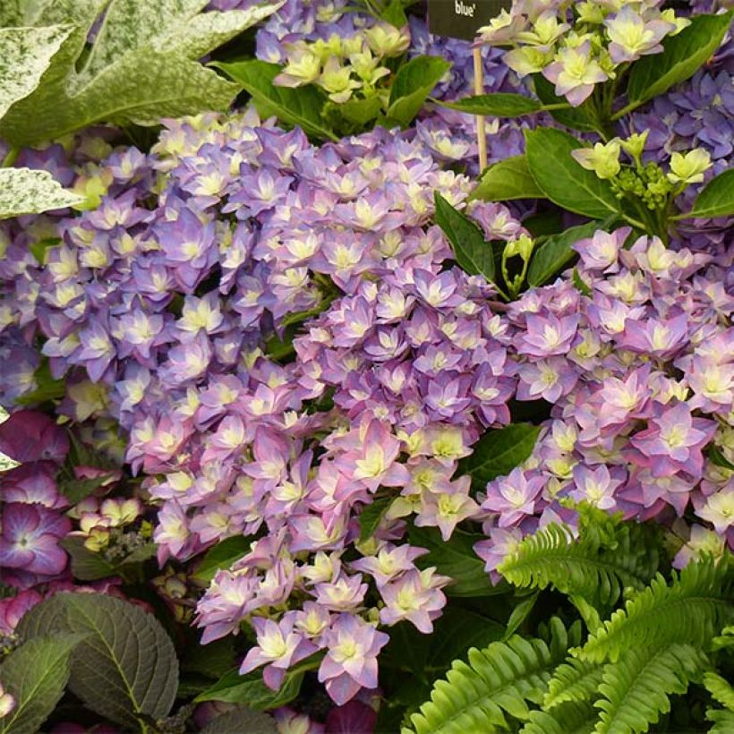 Jalohortensia Double Dutch Blue (Kukinta)