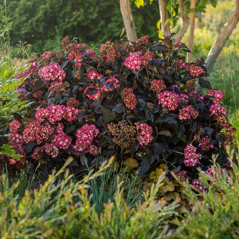 Jalohortensia Eclipse (Kasvutapa)