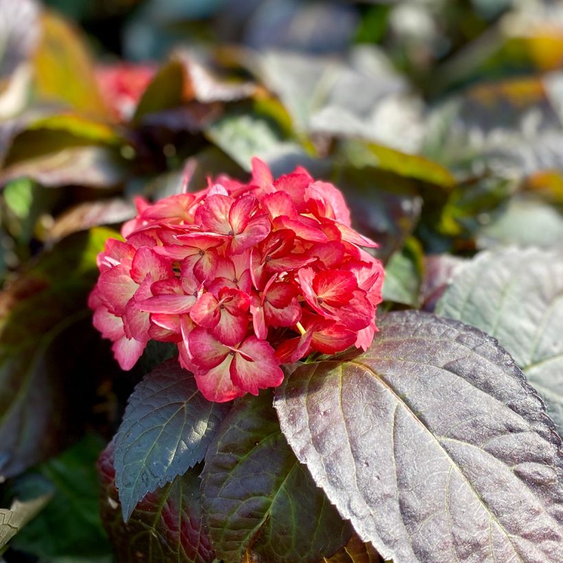 Jalohortensia Eclipse (Kukinta)