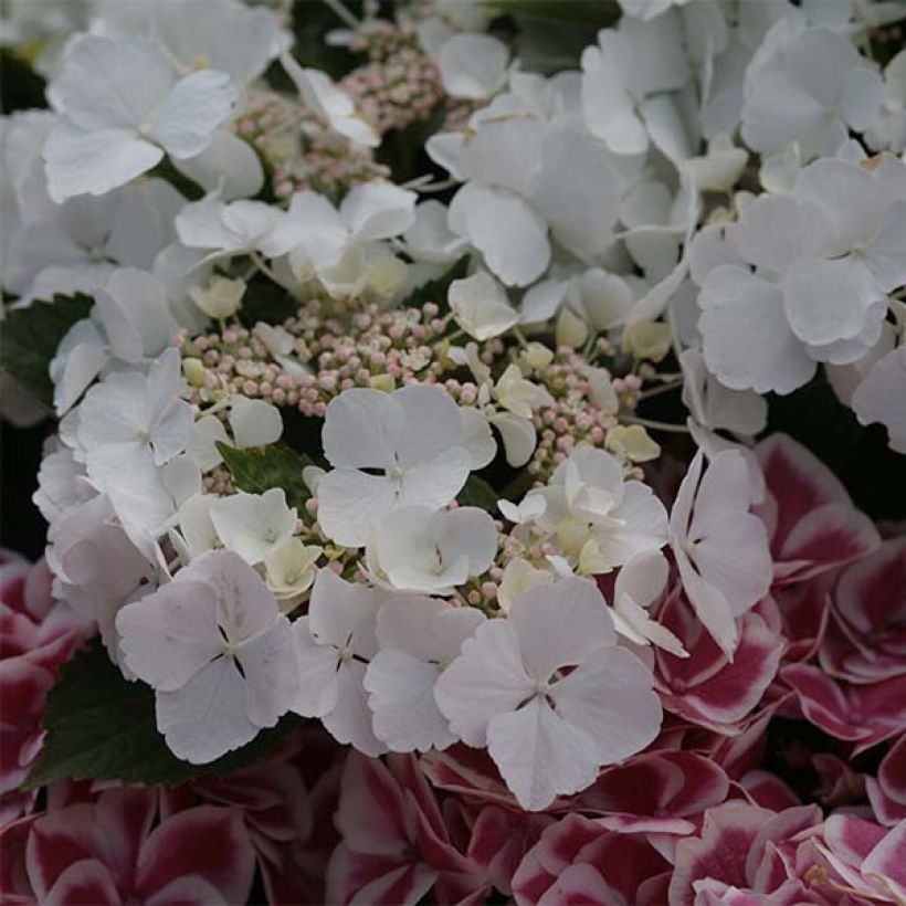 Jalohortensia Rendez-Vous Elegance (Kukinta)