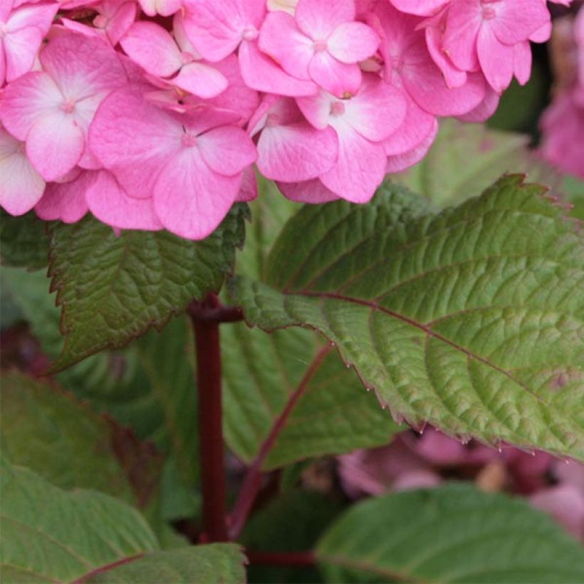 Jalohortensia Endless Summer Bloomstar (Lehvistö)