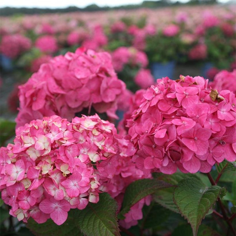 Jalohortensia Endless Summer Bloomstar (Kukinta)