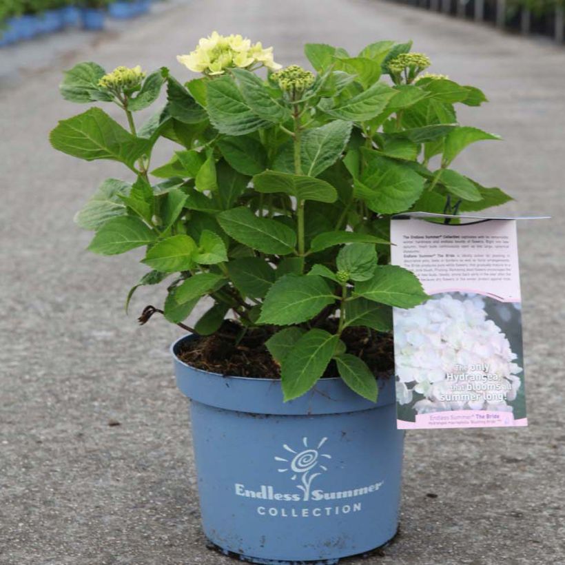 Jalohortensia Endless Summer The Bride (Kasvutapa)