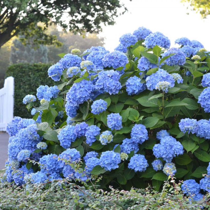 Jalohortensia Endless Summer The Original Blue (Kasvutapa)