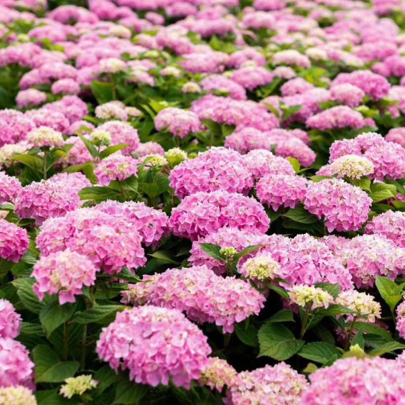 Jalohortensia Endless Summer The Original Pink (Kukinta)