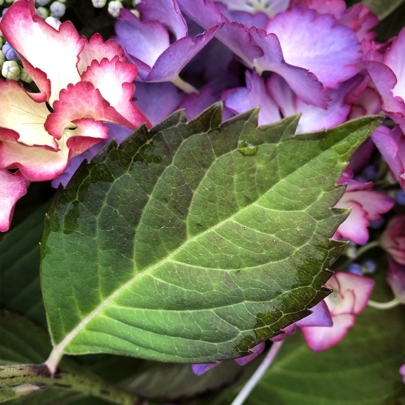 Jalohortensia Rendez-Vous French Cancan (Lehvistö)