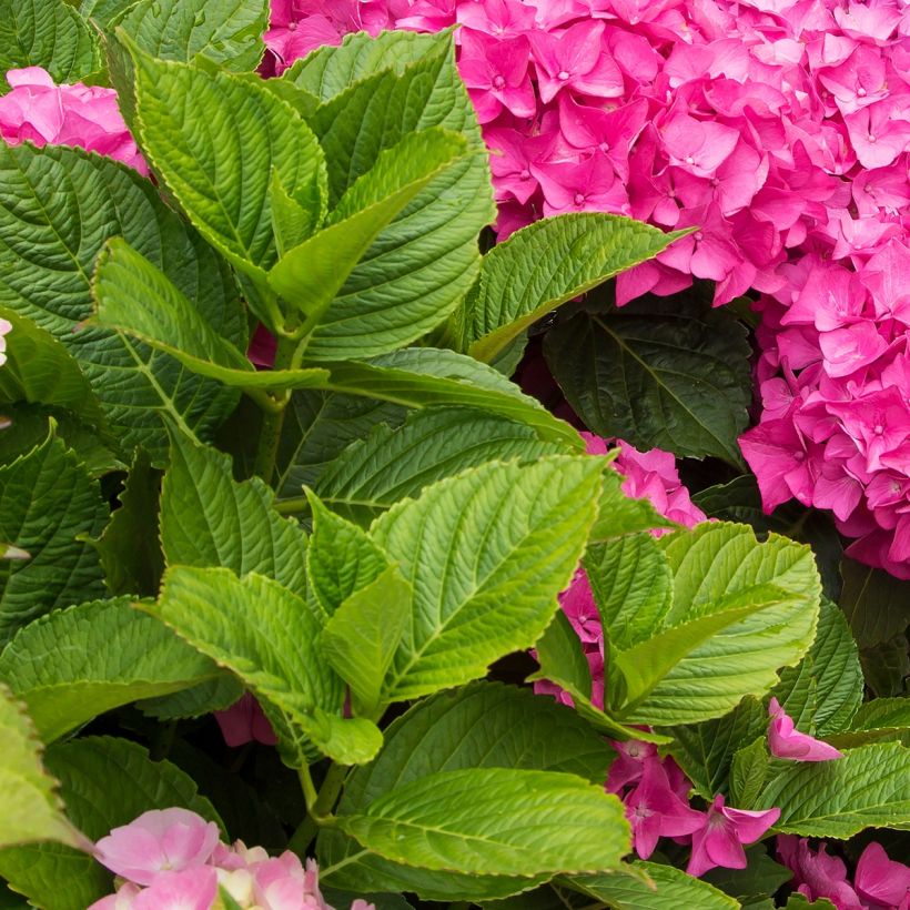 Jalohortensia Freudenstein (Lehvistö)