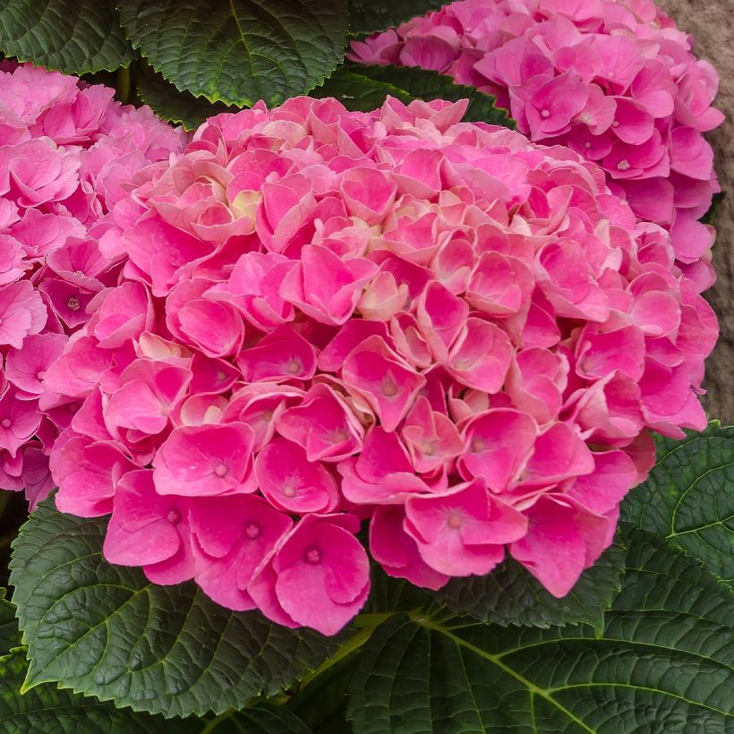 Jalohortensia Freudenstein (Kukinta)