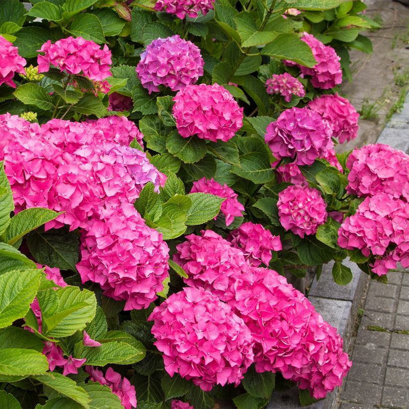 Jalohortensia Freudenstein (Kasvutapa)