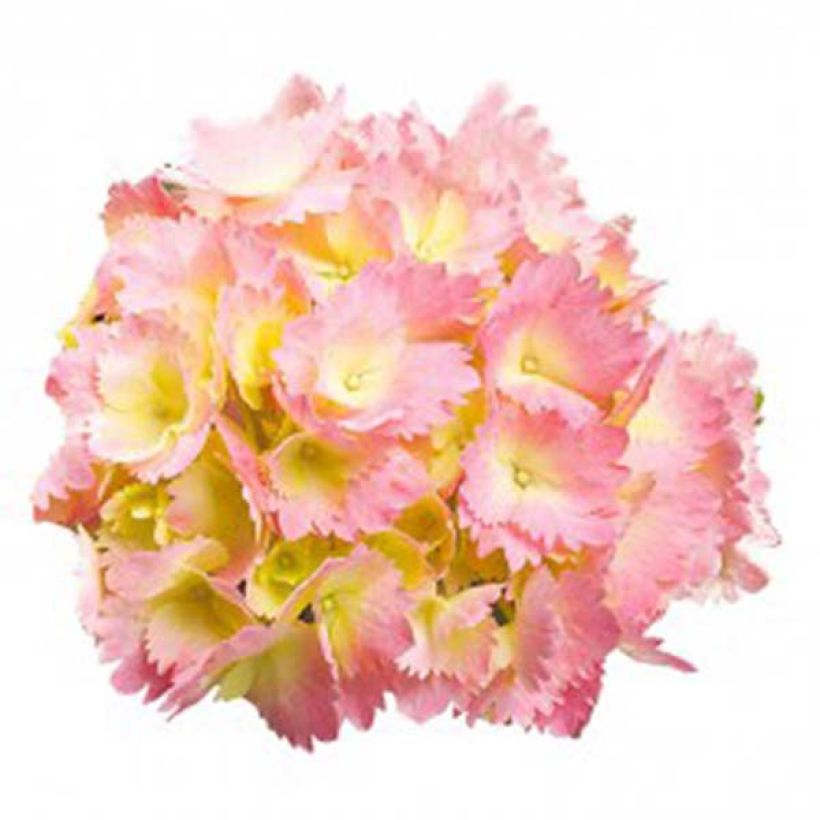 Jalohortensia Kumiko (Kukinta)