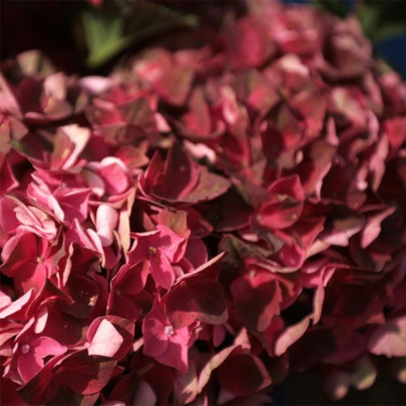 Jalohortensia Magical Crimson (Kukinta)