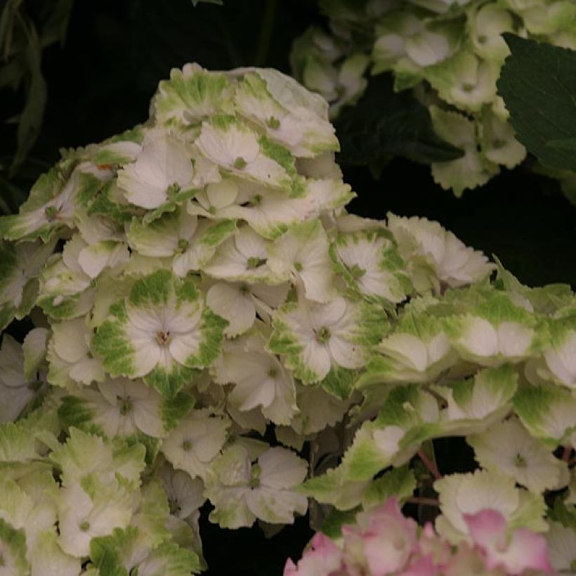 Jalohortensia Magical Noblesse (Kukinta)