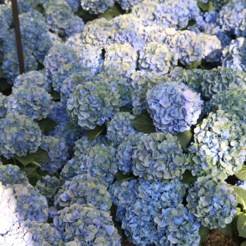 Jalohortensia Mathilde Gutges (Kukinta)