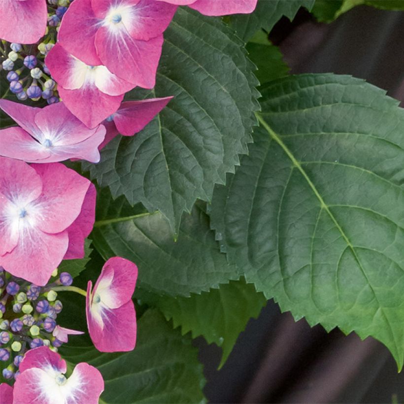 Jalohortensia Mousmee (Lehvistö)