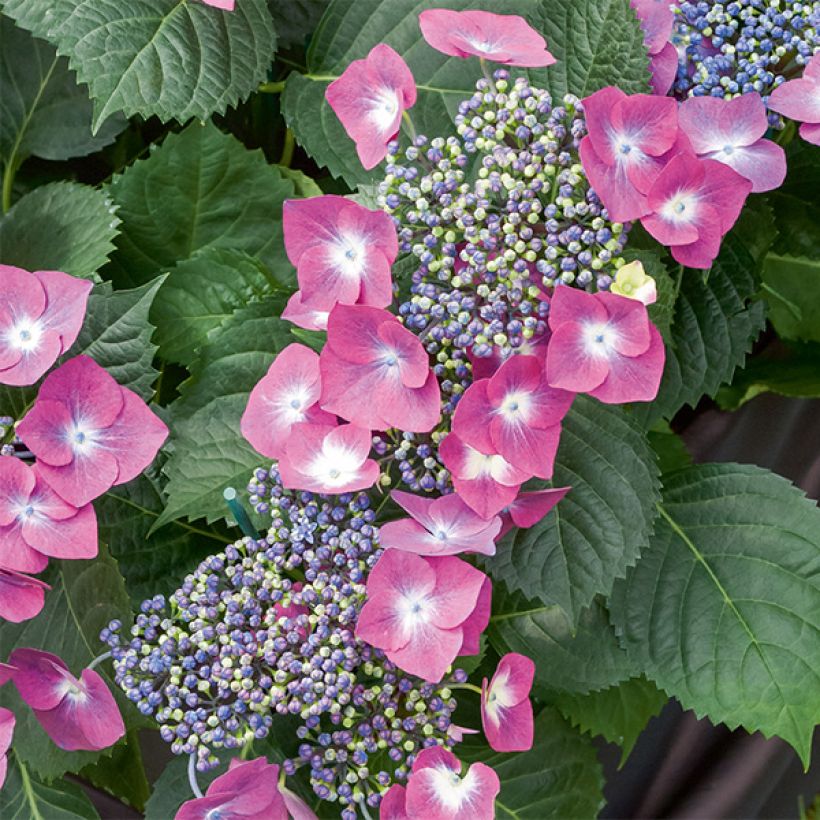Jalohortensia Mousmee (Kukinta)