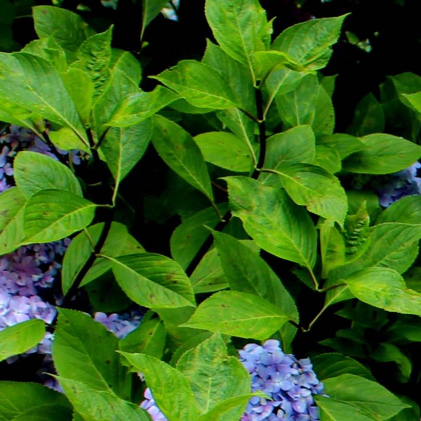 Jalohortensia Nigra (Lehvistö)
