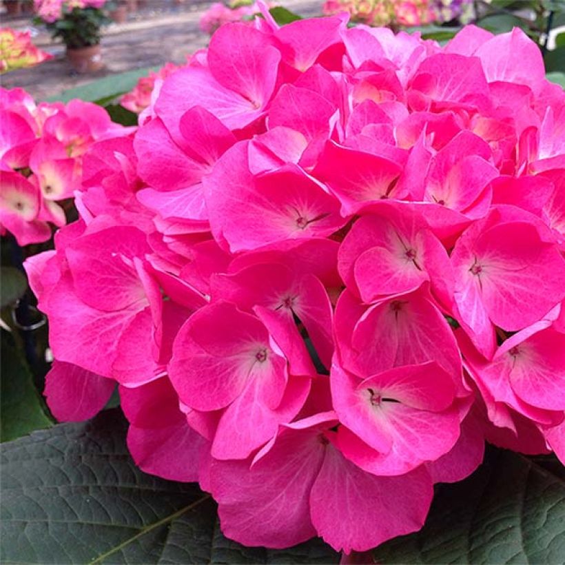 Jalohortensia Dutch Ladies Saskia (Kukinta)