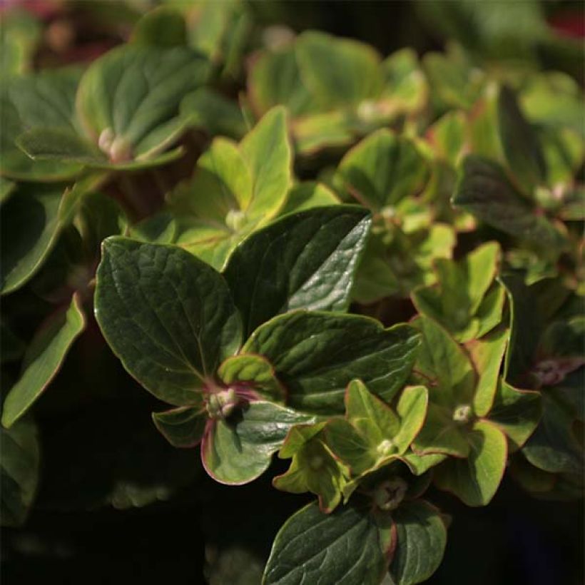 Jalohortensia Schloss Wackerbarth (Lehvistö)
