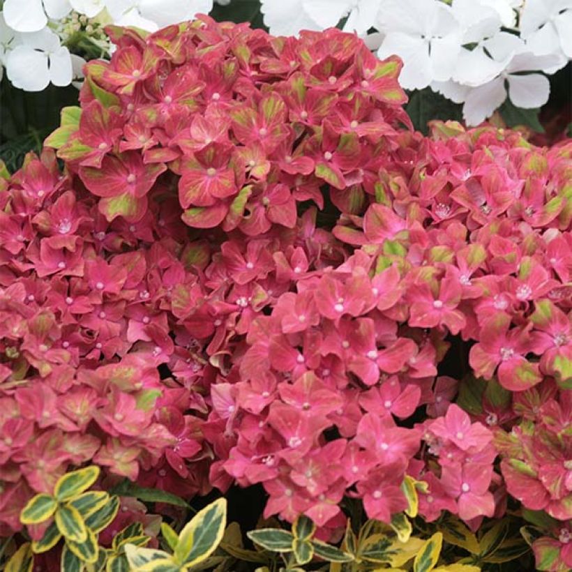 Jalohortensia Schloss Wackerbarth (Kukinta)