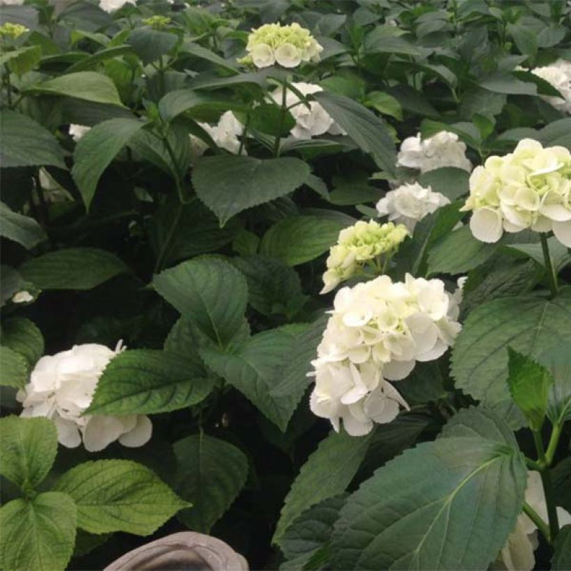 Jalohortensia Schneeball (Lehvistö)