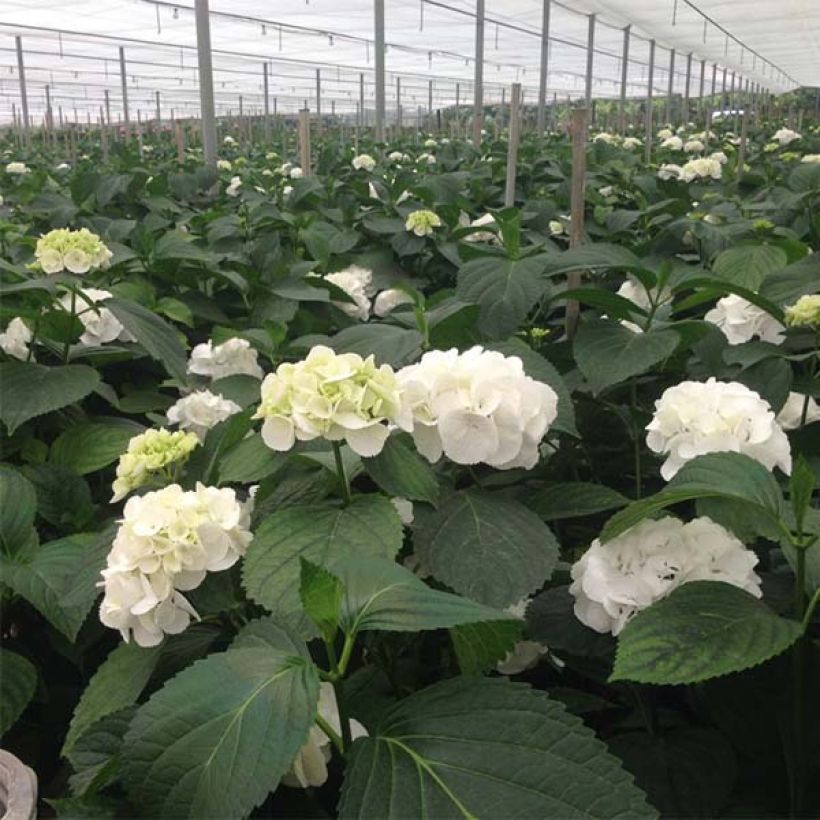 Jalohortensia Schneeball (Kukinta)