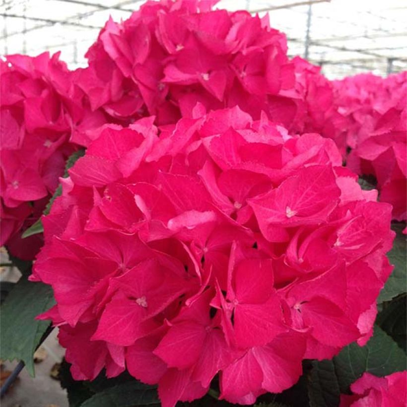 Jalohortensia Dutch Ladies Selma (Kukinta)