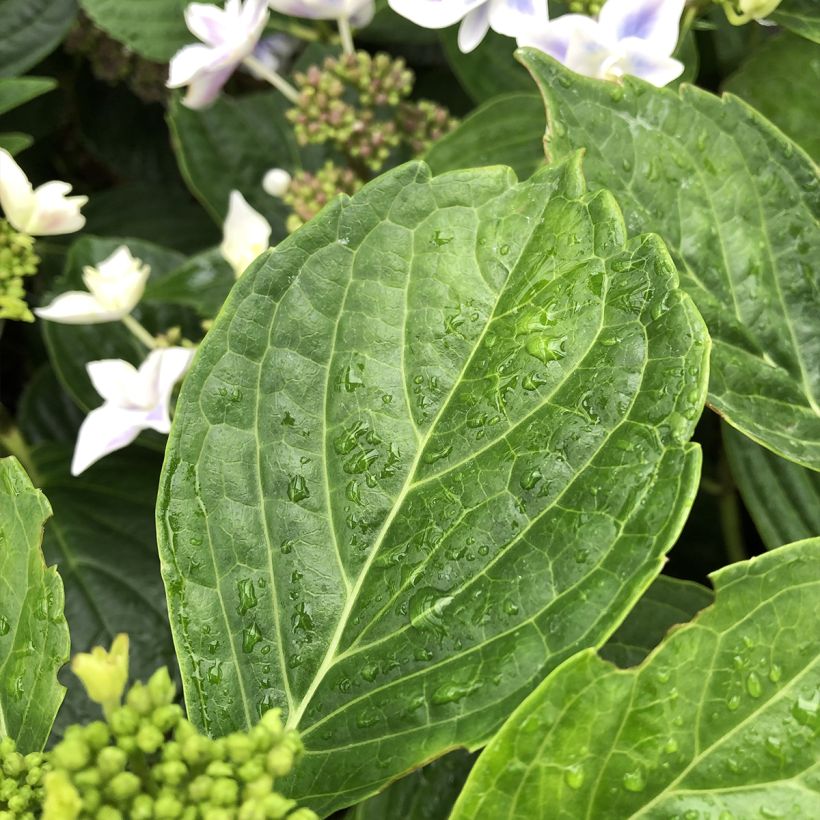 Jalohortensia Stargazer (Lehvistö)