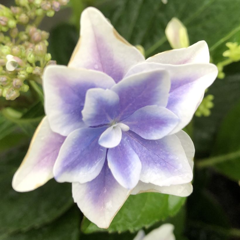 Jalohortensia Stargazer (Kukinta)