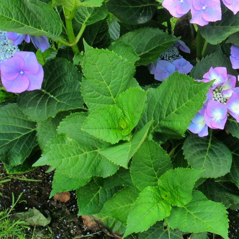 Jalohortensia Teller Blue (Lehvistö)