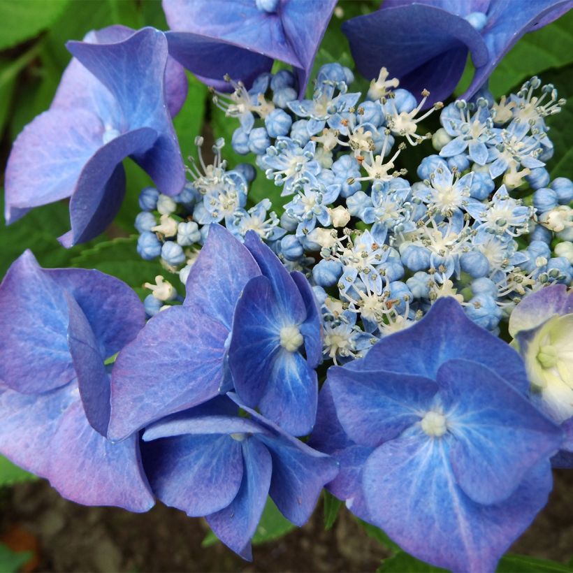 Jalohortensia Teller Blue (Kukinta)