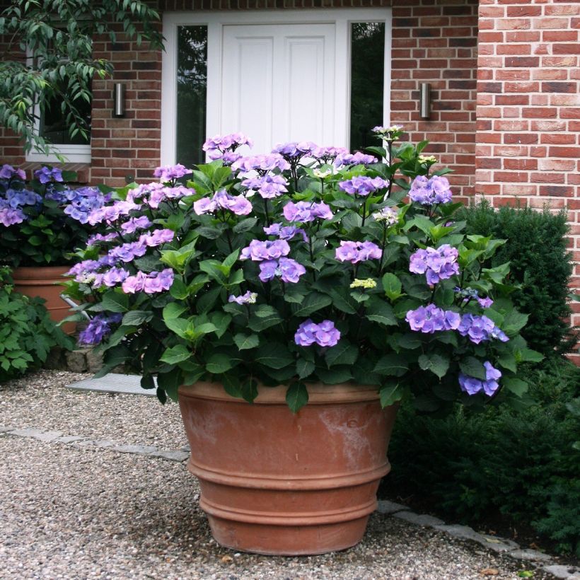 Jalohortensia Teller Blue (Kasvutapa)