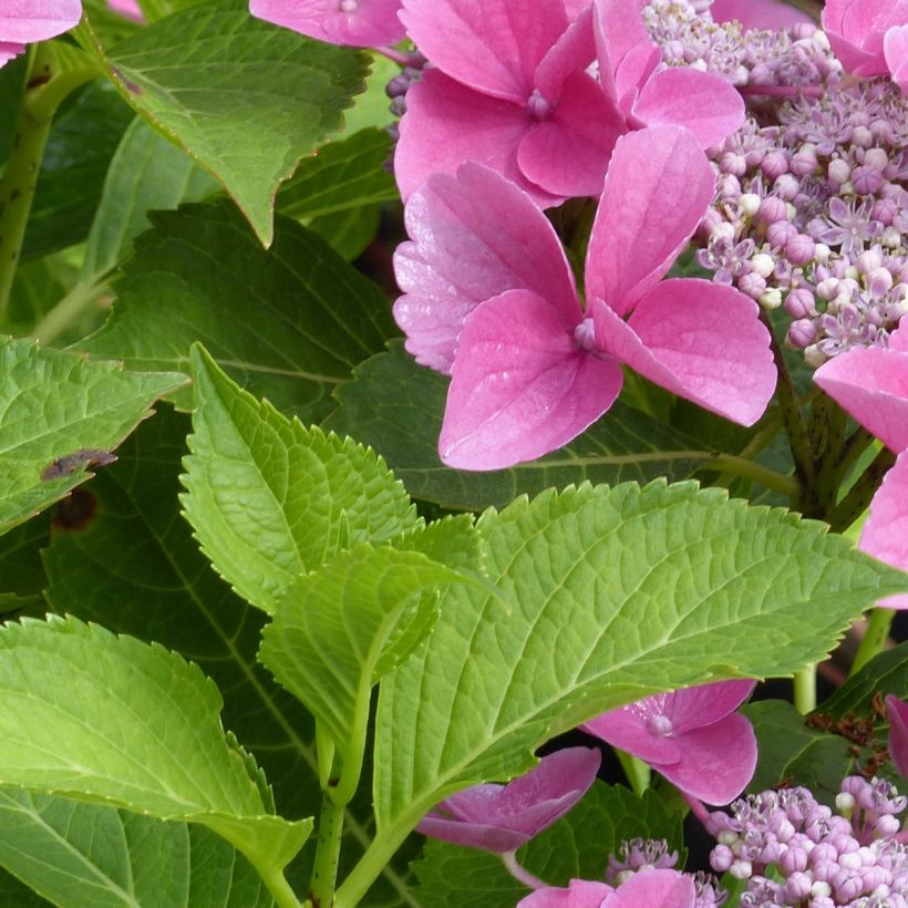 Jalohortensia Teller Pink (Lehvistö)