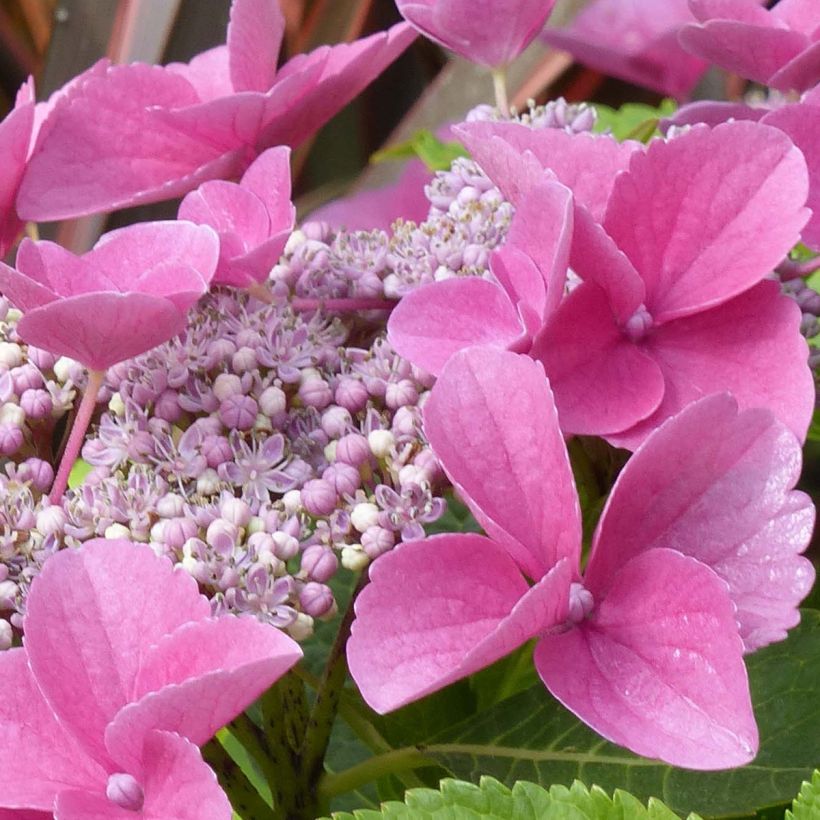 Jalohortensia Teller Pink (Kukinta)