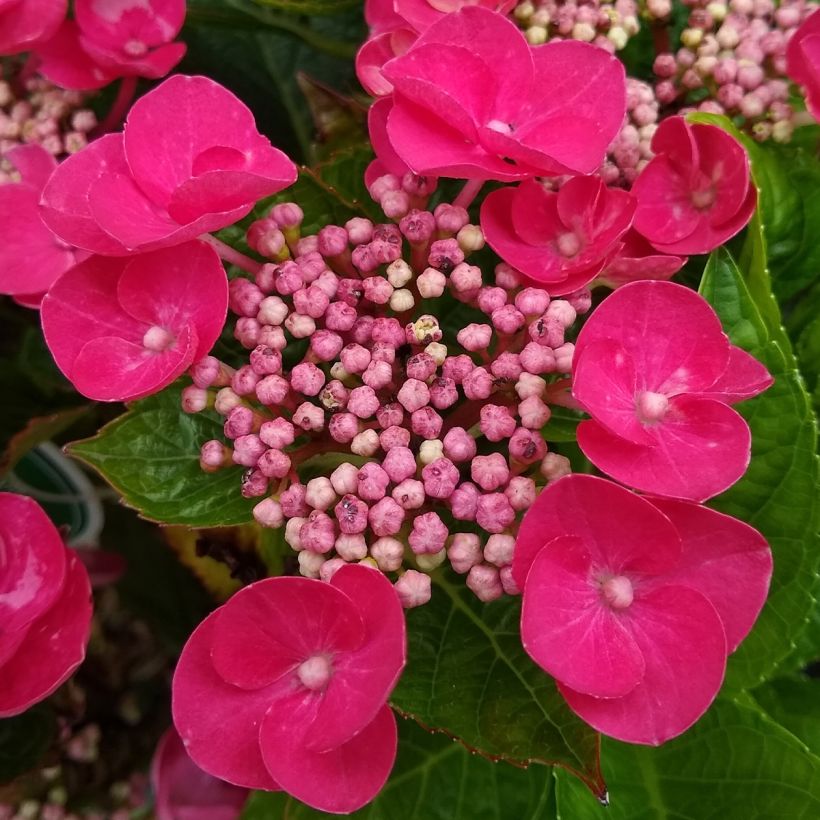 Jalohortensia Teller Red (Kukinta)