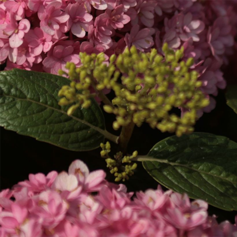 Jalohortensia Umbrella (Lehvistö)
