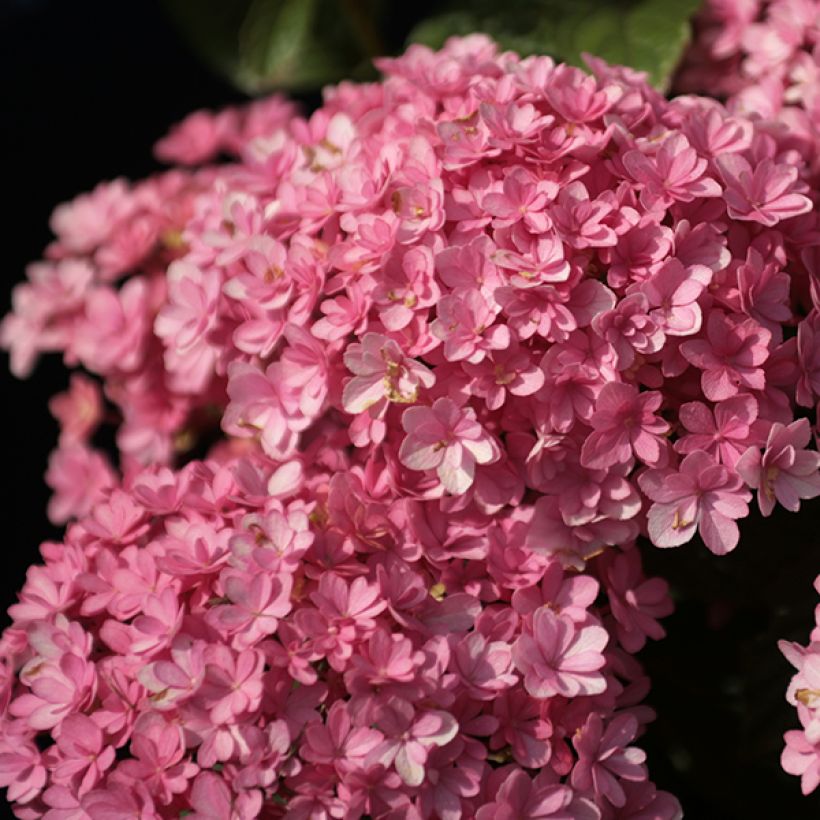 Jalohortensia Umbrella (Kukinta)