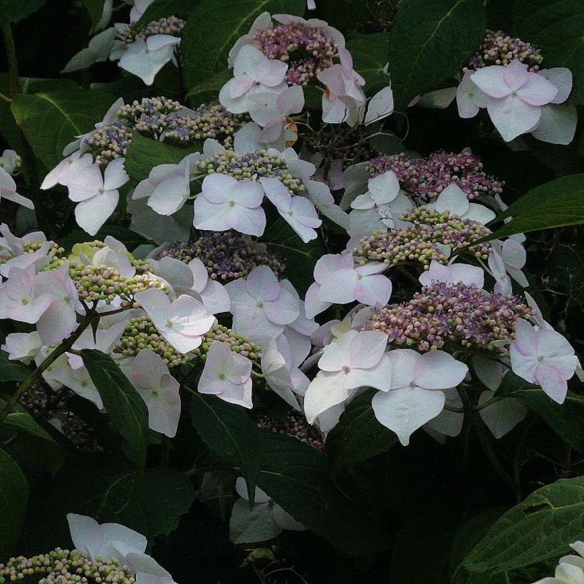 Jalohortensia Veitchii (Kukinta)