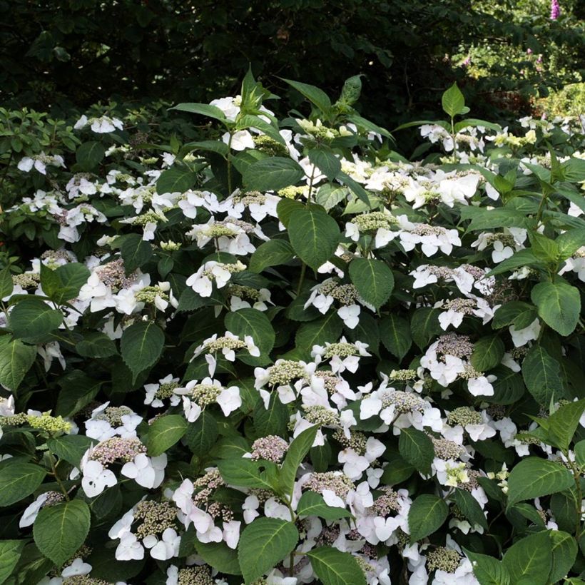 Jalohortensia Veitchii (Kasvutapa)